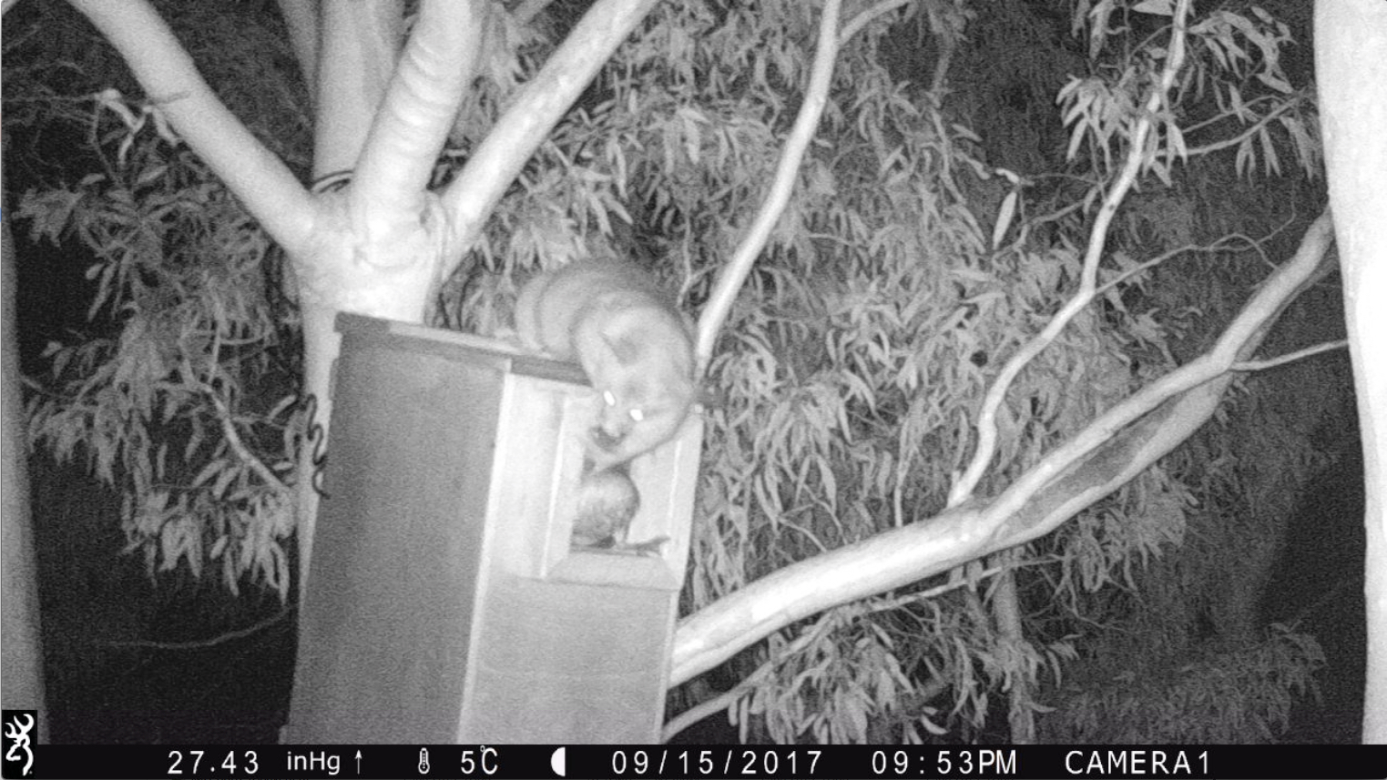 Brushtail Possums – Nest Box Tales