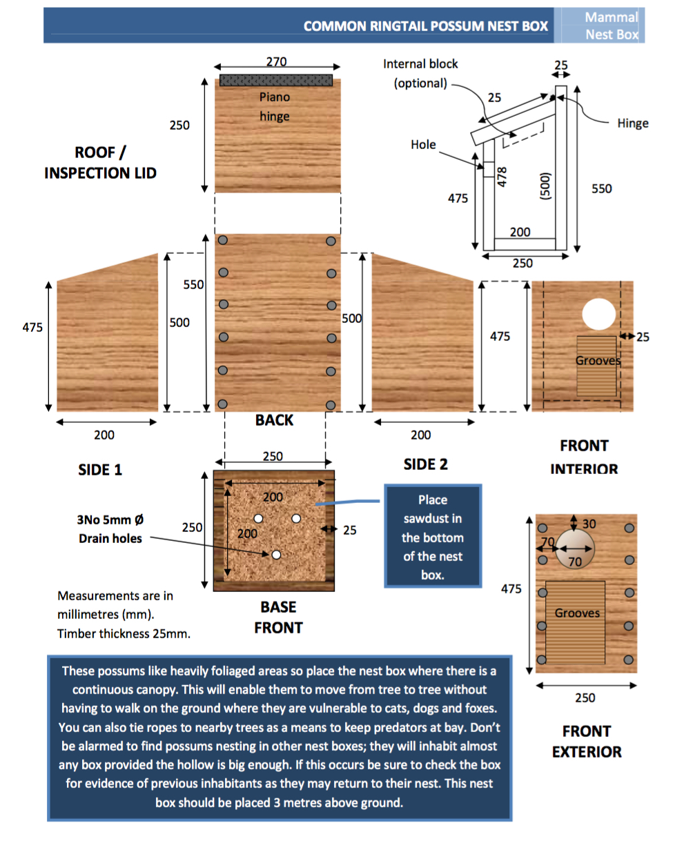 ringtail-possum-nest-box-tales